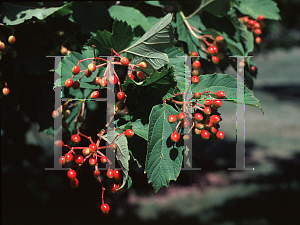 Picture of Viburnum opulus 