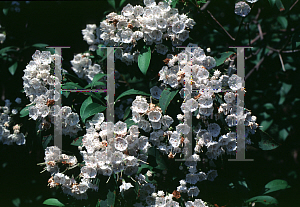 Picture of Kalmia latifolia 