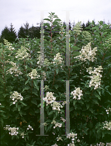 Picture of Hydrangea paniculata 'Kyushu'