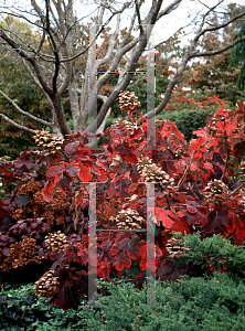 Picture of Hydrangea quercifolia 'Snow Queen'