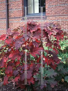 Picture of Hydrangea quercifolia 'Snow Queen'