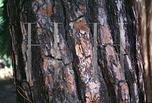 Picture of Pinus brutia 