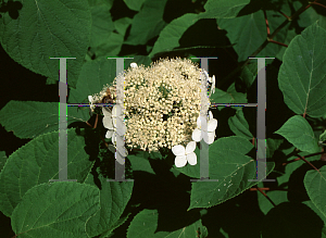 Picture of Hydrangea arborescens ssp. radiata 