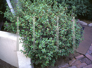 Picture of Ruellia peninsularis 