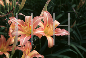 Picture of Hemerocallis  'Lady Fair'