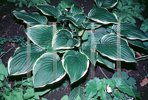 Picture of Hosta  'Summer Fragrance'