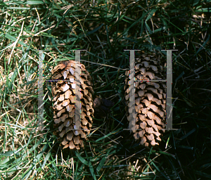 Picture of Picea pungens 'Erich Frahm'