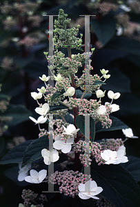 Picture of Hydrangea paniculata 'Tardiva'