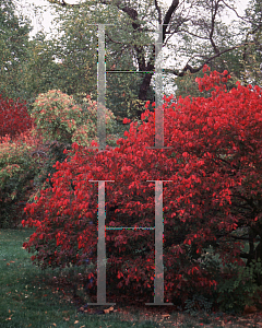 Picture of Euonymus alatus var. apterus 