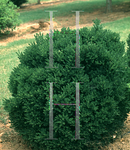 Picture of Buxus  'Green Velvet'