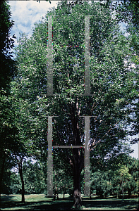 Picture of Fraxinus americana 'Kleinburg'