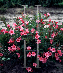 Picture of Weigela florida 'Rumba'