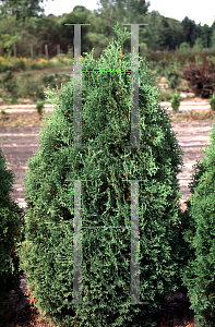 Picture of Thuja occidentalis 'Holmstrup'