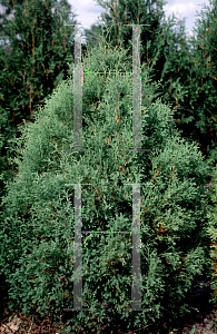 Picture of Thuja occidentalis 'Sherwood Moss'