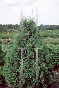 Picture of Thuja occidentalis 'Chalet'