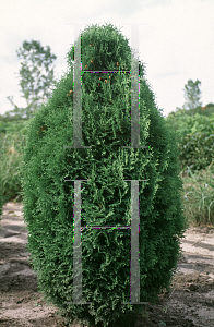 Picture of Thuja occidentalis 'Boisbriand'