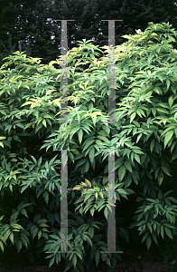 Picture of Sambucus canadensis 'Aurea'