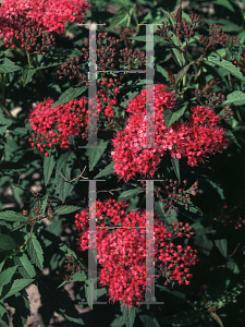 Picture of Spiraea japonica 'Dart's Red'