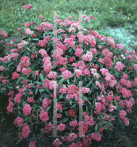 Picture of Spiraea japonica 'Neon Flash'