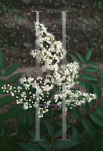 Picture of Sorbaria sorbifolia 