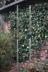 Picture of Schizophragma hydrangeoides 'Moonlight'