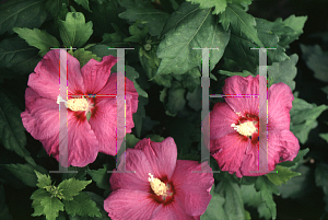 Picture of Hibiscus syriacus 'Brendon Springs'