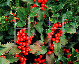 Picture of Ilex x meserveae 'Blue Princess'