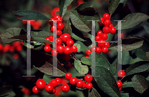 Picture of Ilex verticillata 'Spriber (Berry Nice)'