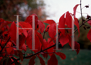 Picture of Euonymus alatus var. apterus 