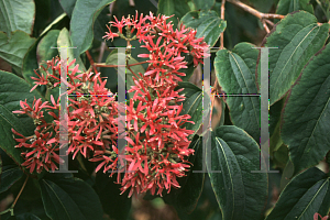 Picture of Heptacodium miconioides 