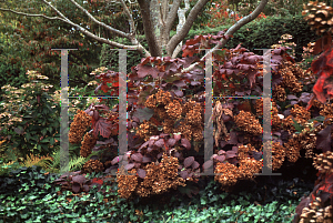 Picture of Hydrangea quercifolia 'Snowflake'