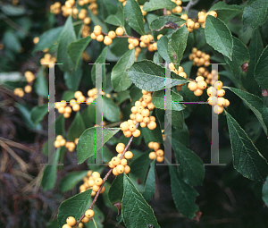 Picture of Ilex verticillata 'Chrysocarpa'