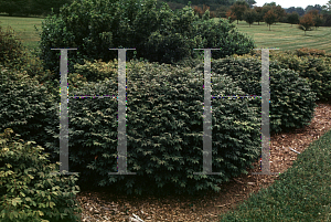 Picture of Euonymus alatus 'Rudy Haag'