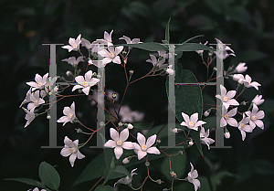 Picture of Deutzia setchuenensis var. corymbiflora 