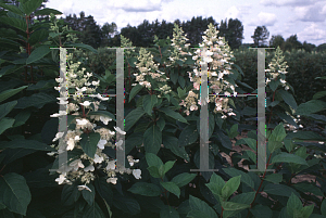 Picture of Hydrangea paniculata 'Tardiva'