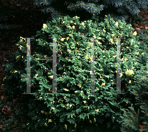 Picture of Chamaecyparis pisifera 'Plumosa Albopilla'