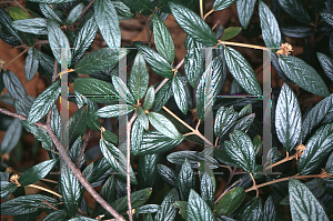 Picture of Viburnum x pragense 