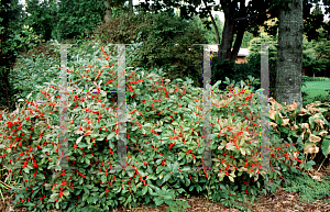 Picture of Ilex verticillata 'Red Sprite'