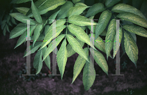 Picture of Sambucus canadensis 'Aurea'