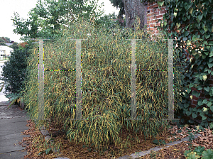 Picture of Rhamnus frangulus 'Asplenifolia'