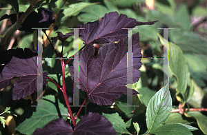 Picture of Physocarpus opulifolius 'Monlo(Diabolo)'