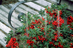 Picture of Ilex x meserveae 'Blue Princess'