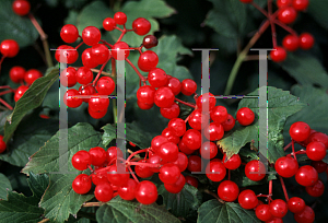 Picture of Viburnum opulus 'Compactum'