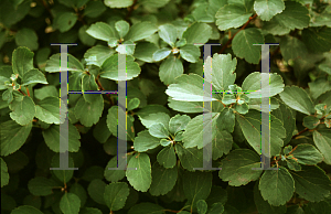 Picture of Spiraea betulifolia 'Tor'