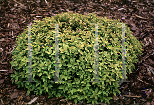 Picture of Spiraea japonica 'Mertyann (Dakota Goldcharm)'