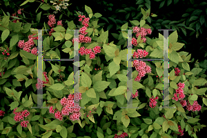 Picture of Spiraea japonica 'Lemon Princess'