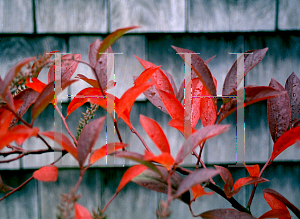 Picture of Itea virginica 'Henry's Garnet'