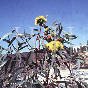 Picture of Eucalyptus erythrocorys 