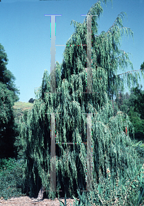 Picture of Juniperus scopulorum 'Pendula'