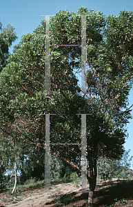 Picture of Eucalyptus lehmannii 